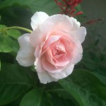 Abraham Darby Rose