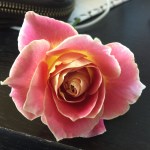 Calico Rose