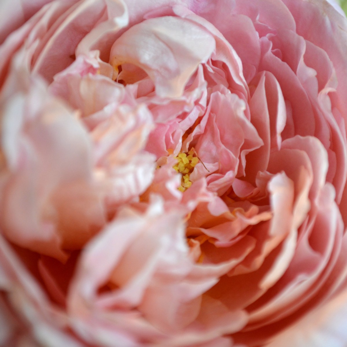 Dames De Chennonceau Rose