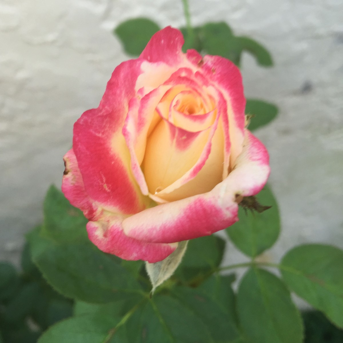 Double Delight Rose