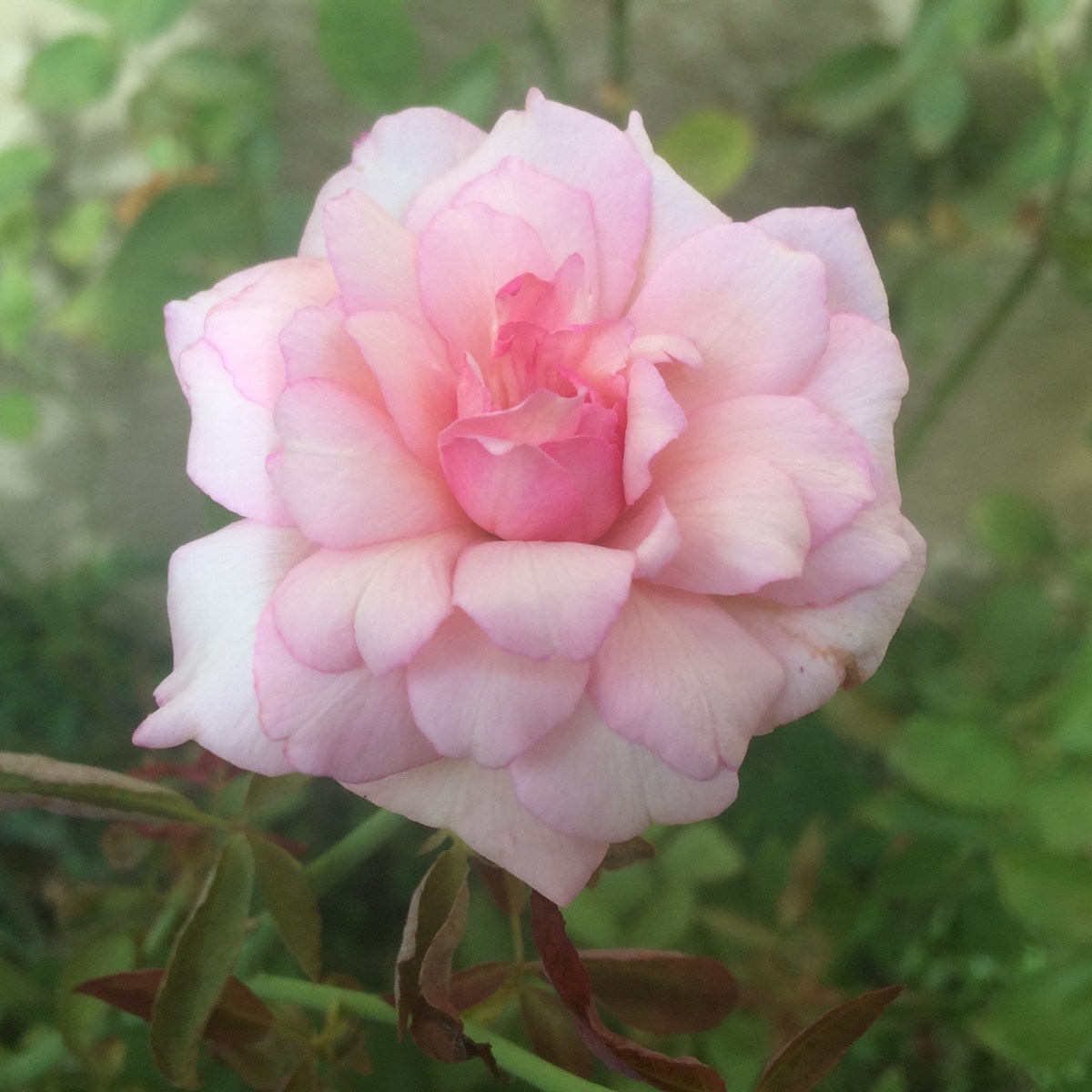Duchess De Brabant Rose
