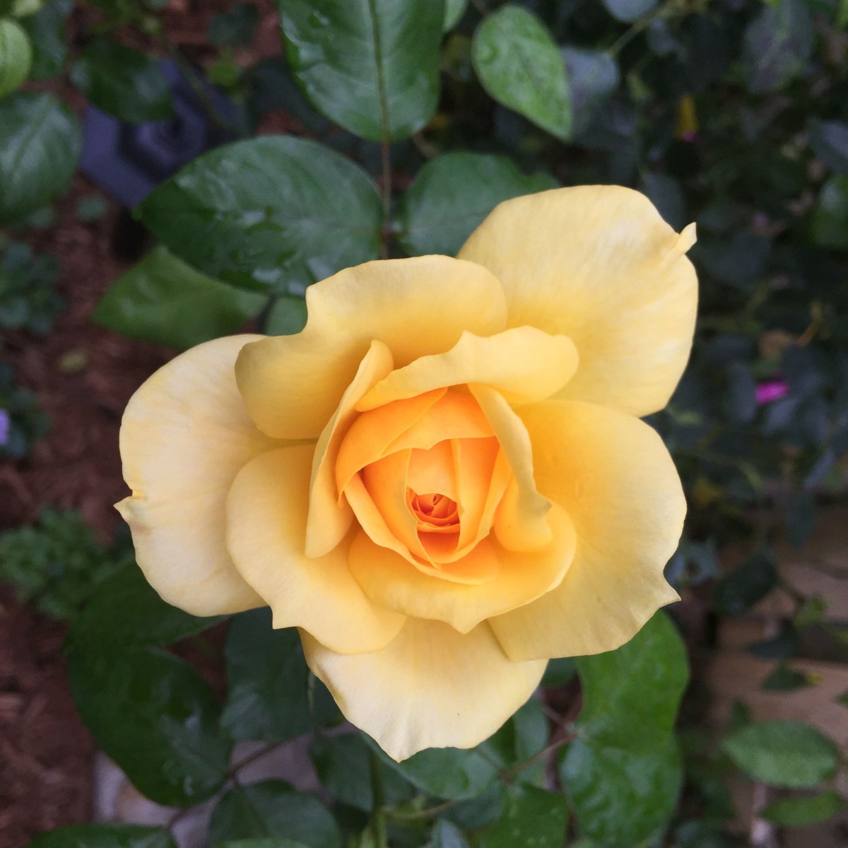Gold Glow rose