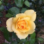 Gold Glow rose