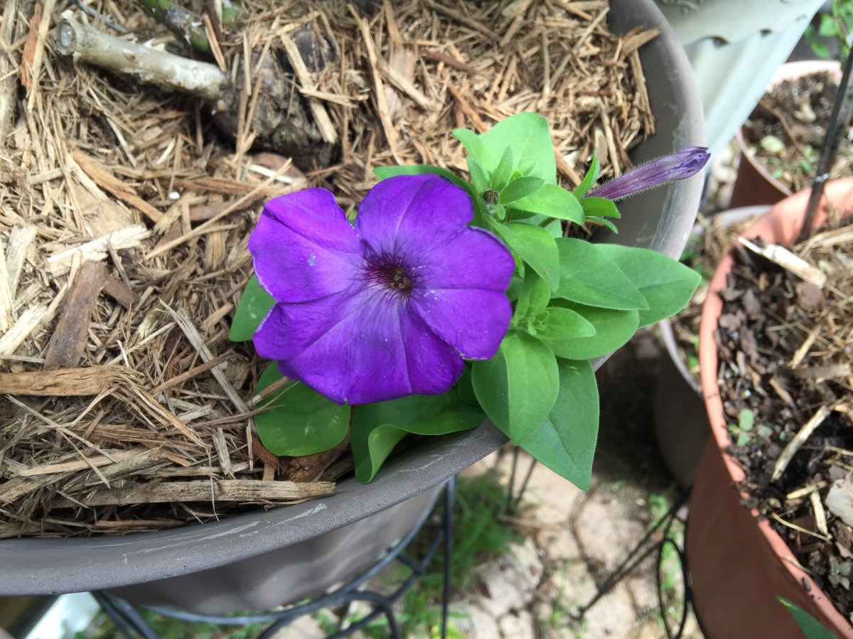 Lavendar Tie-Dye Petunia