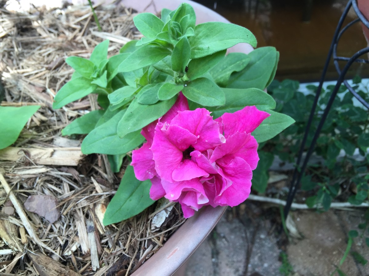 Double Cascade Petunia