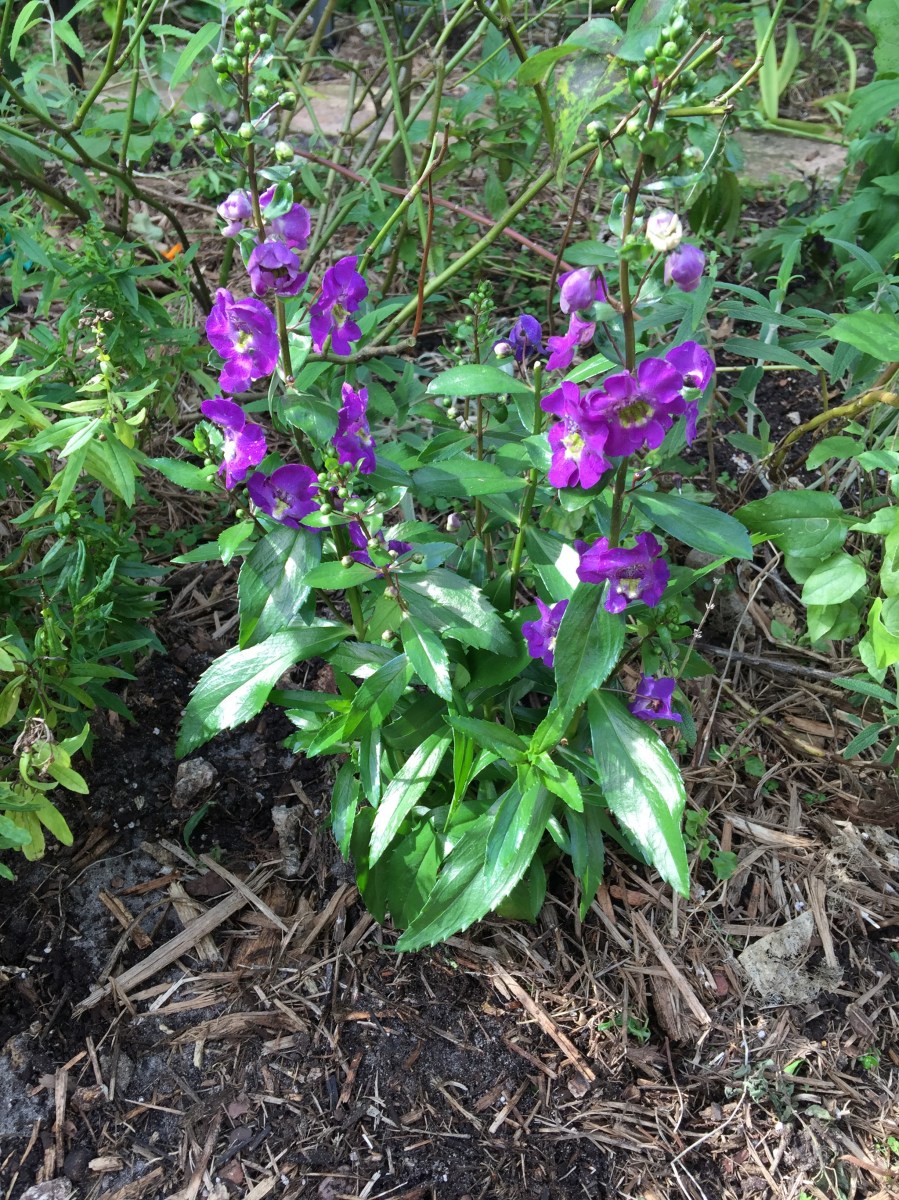 Angel Face Angelonia