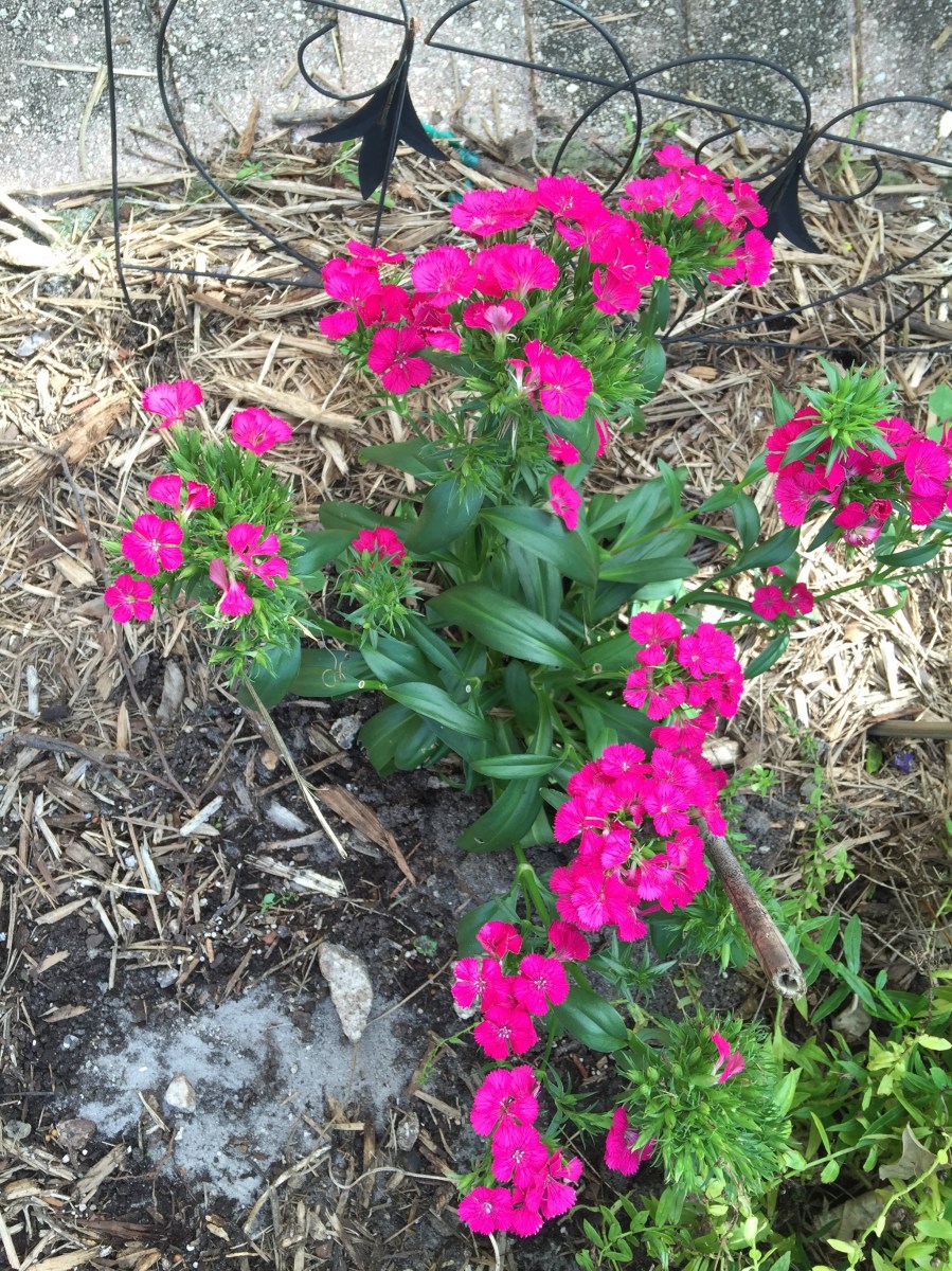Dianthus (Sweet William)