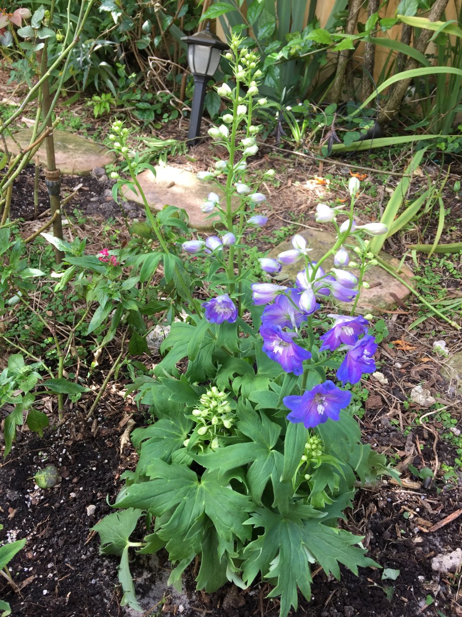 Delphinium/Larkspur
