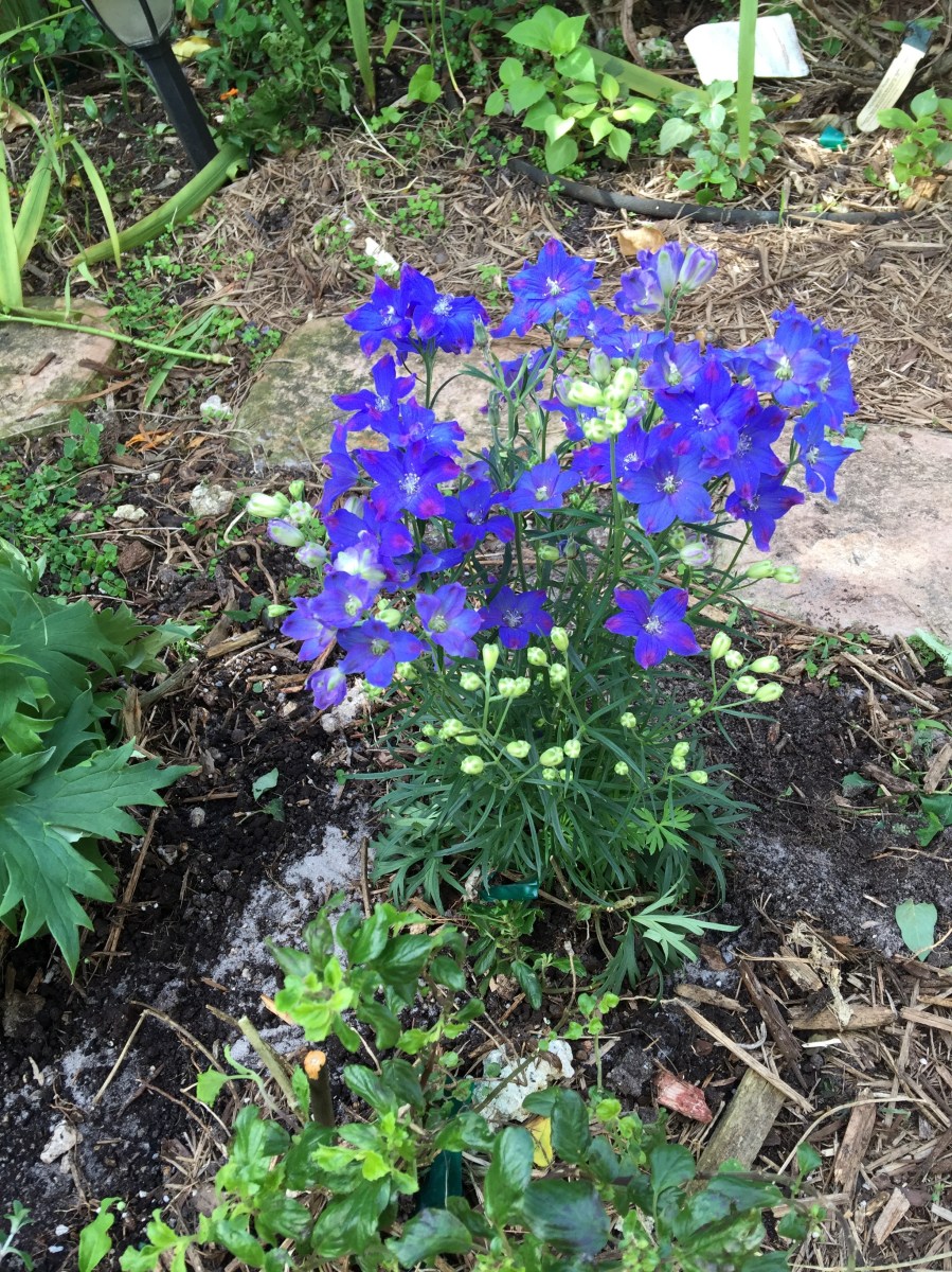 Delphinium