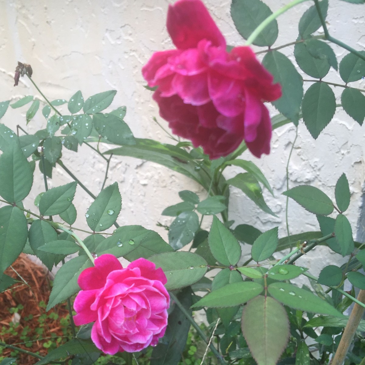 louis philippe Rose, Florida Cracker Rose