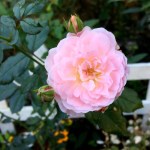 Peach Drift Rose