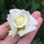 Pope John Paul II Rose