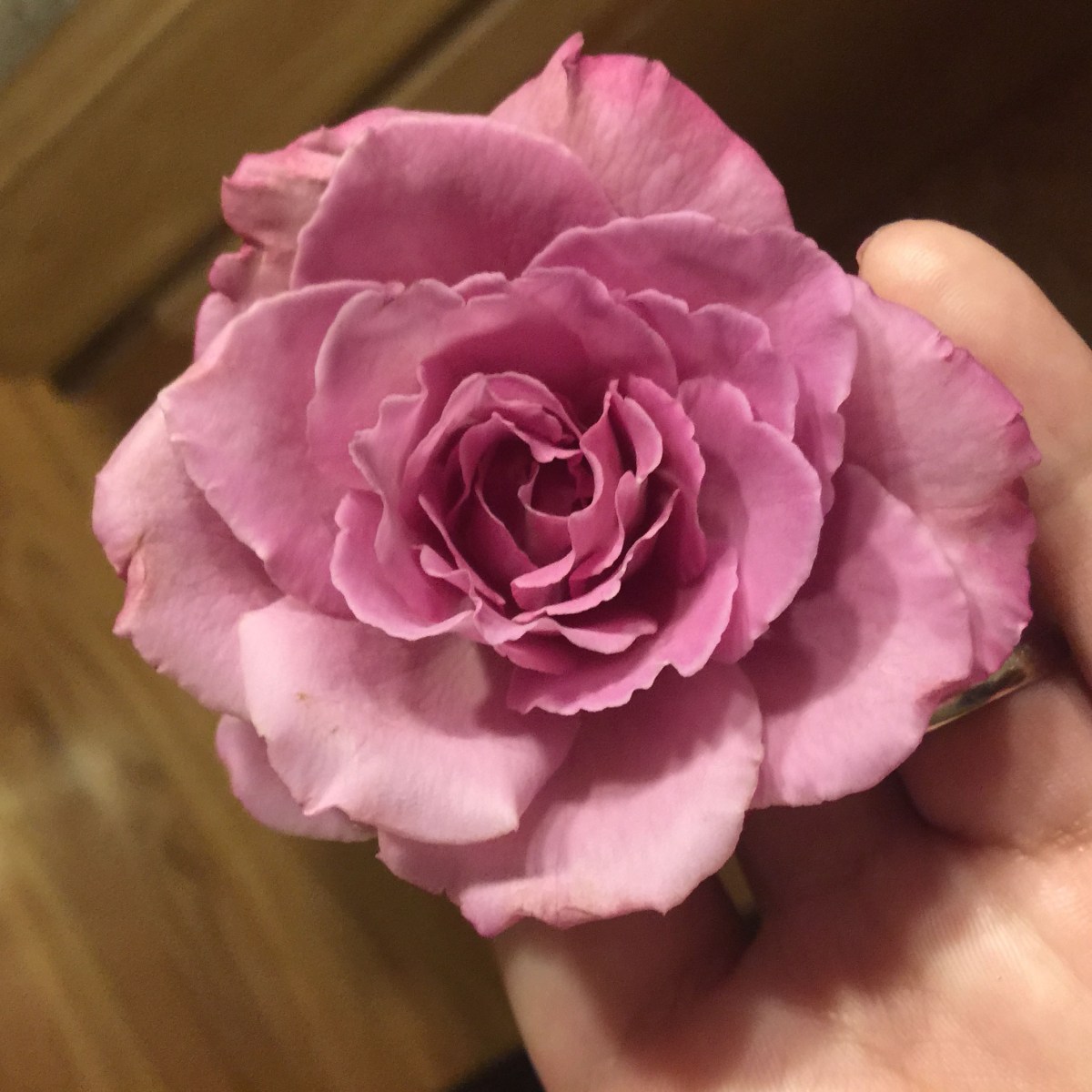 royal ametyhst rose
