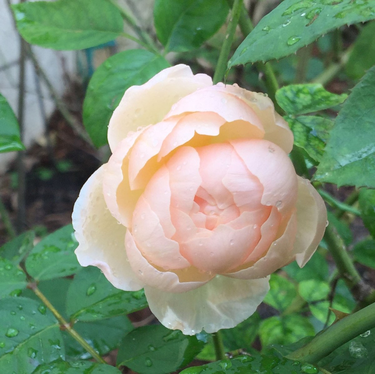 The Shepherdess Rose