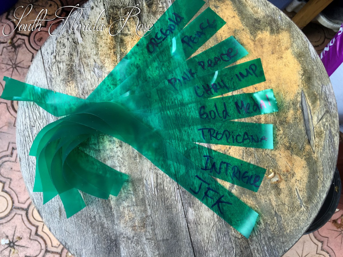 Inexpensive Plant Tags