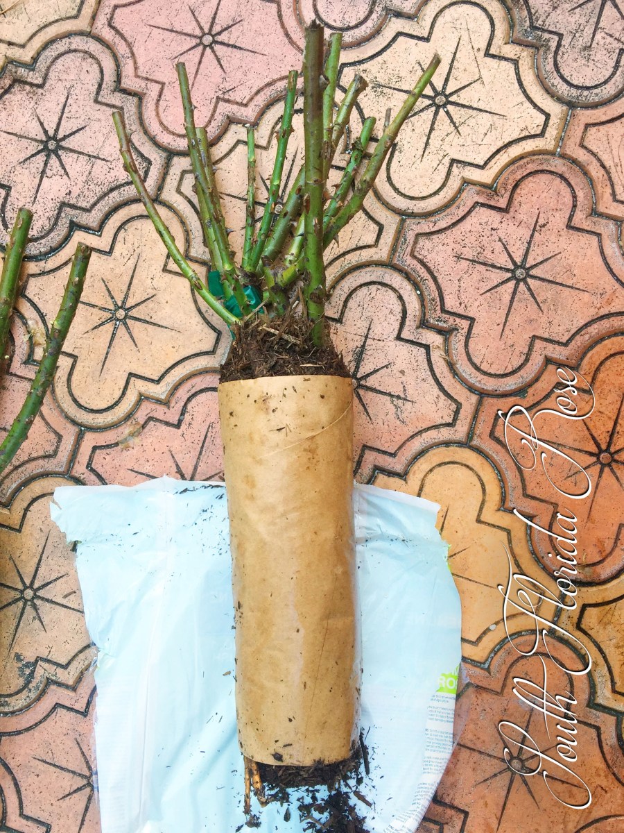 Bare Root Peace Rose