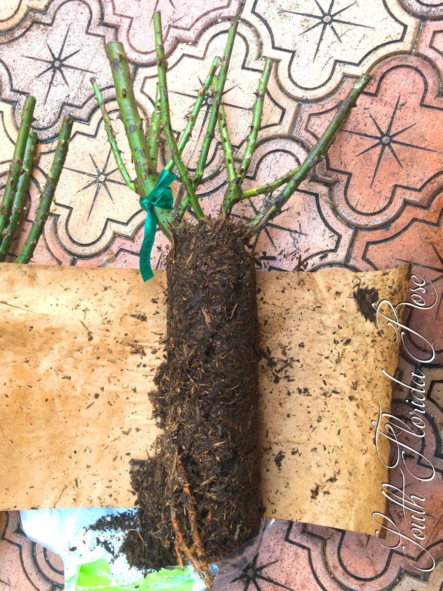 Bare Root Peace Rose