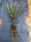 Bare Root Rose