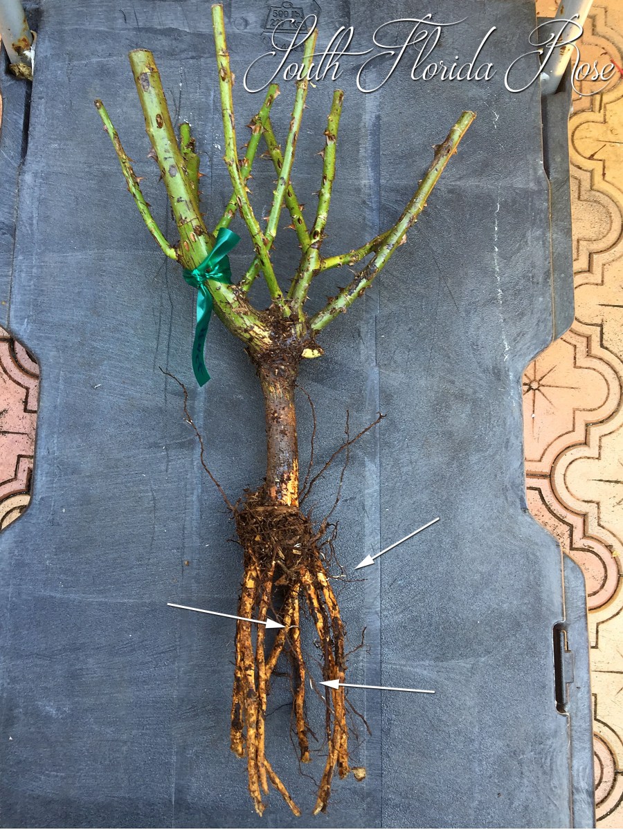 Bare Root Rose