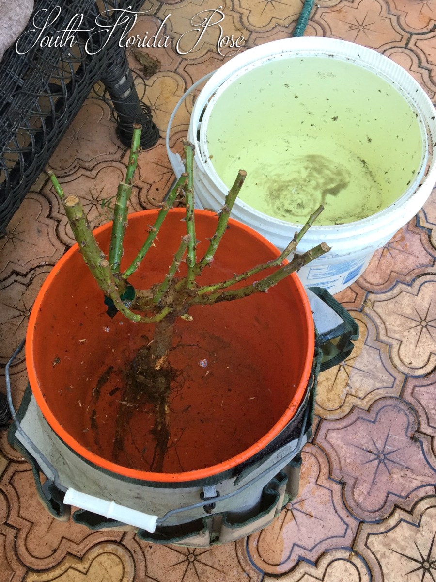 Bare Root Rose Soak