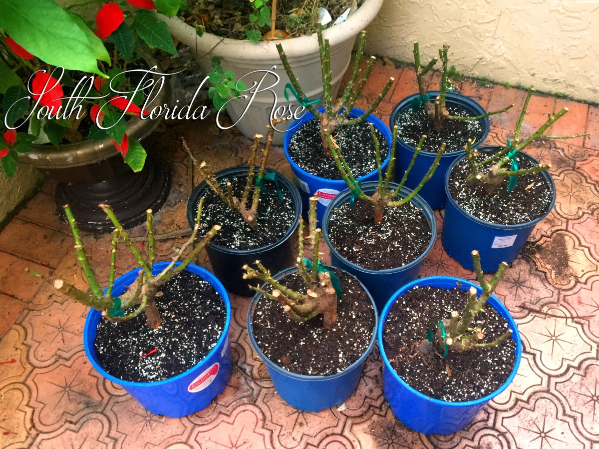Bare Root Roses Potted Up