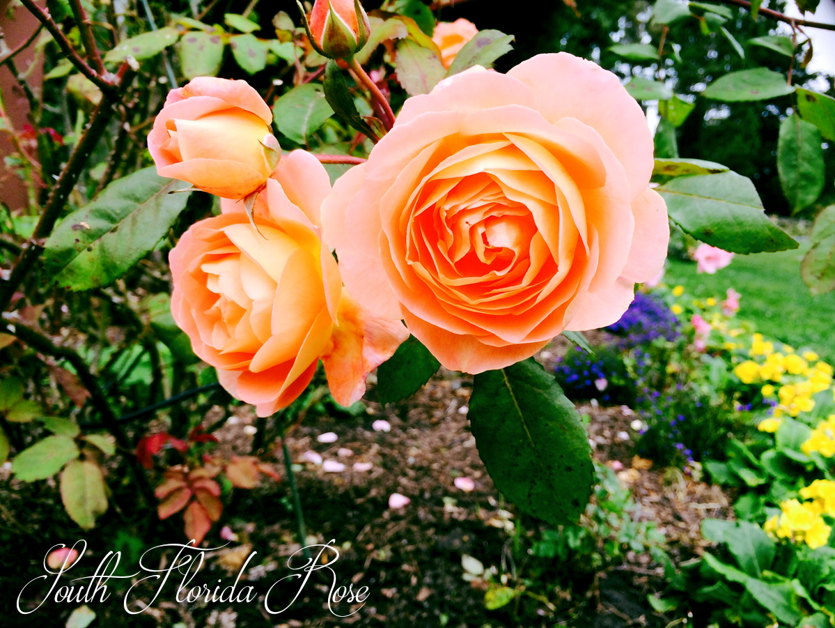 Lady Emma Hamilton Rose