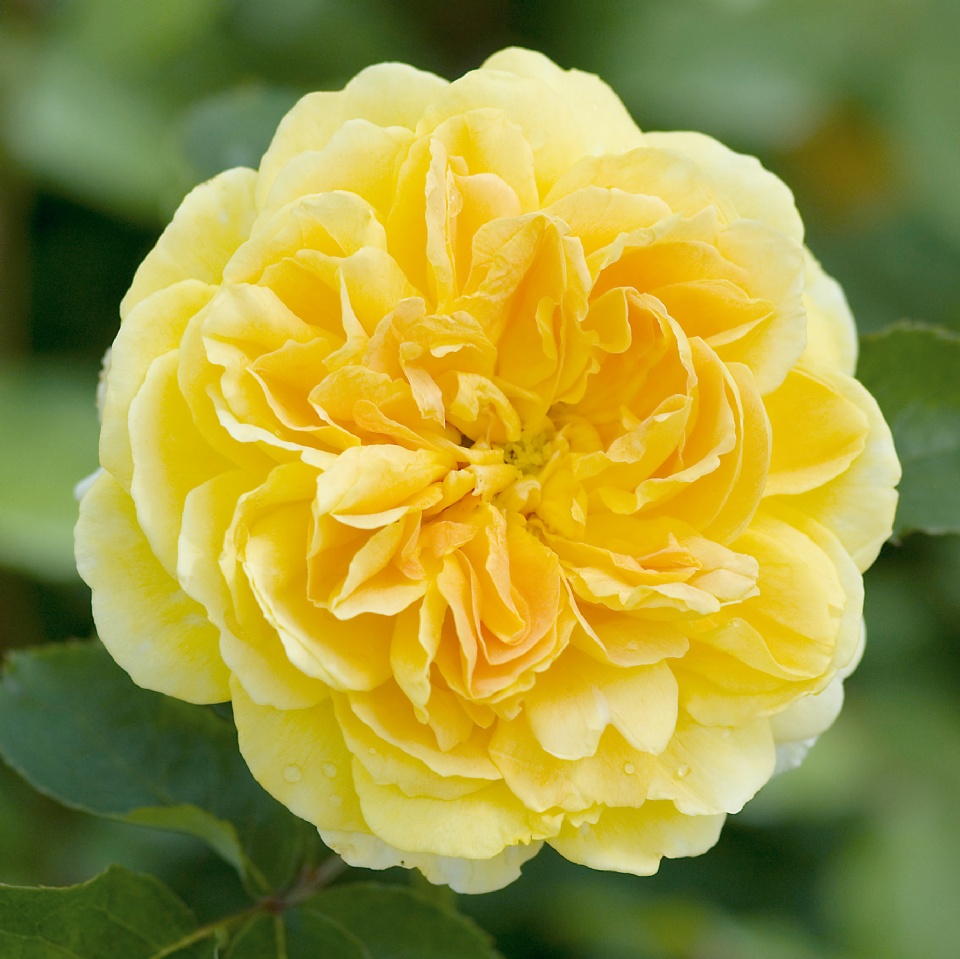 Molineux Rose
