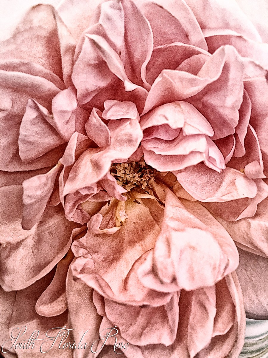 Dames De Chennonceau