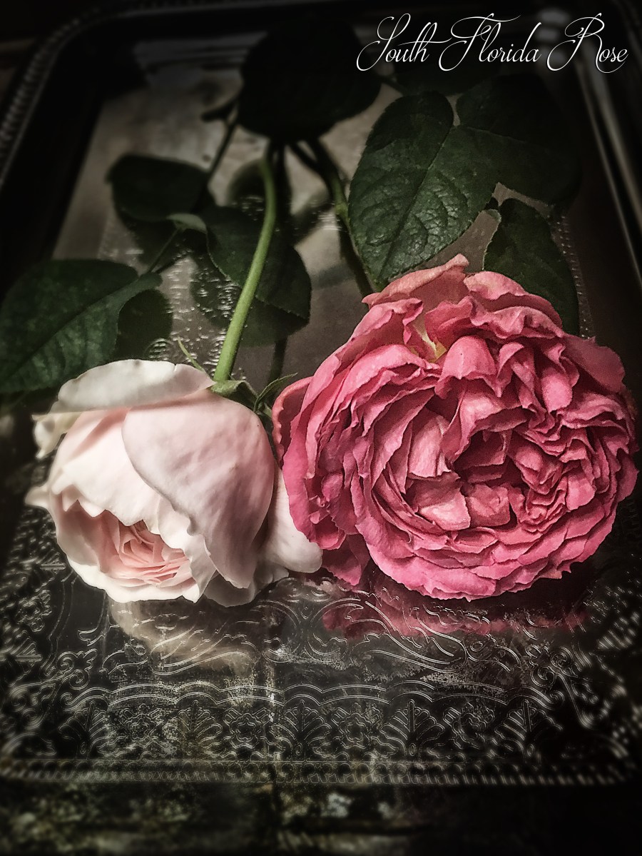 Evelyn bud with Pink Traviata