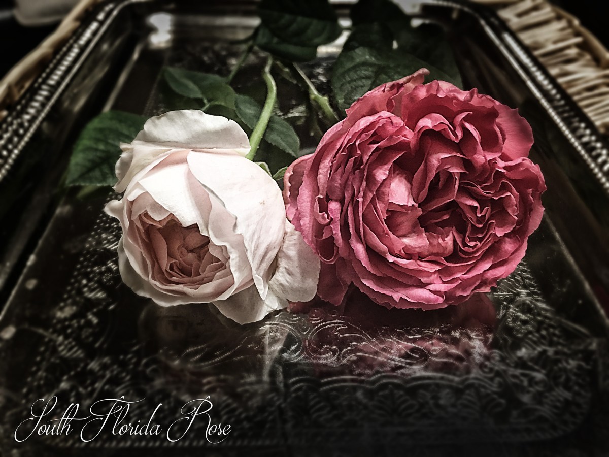 Evelyn bud with Pink Traviata