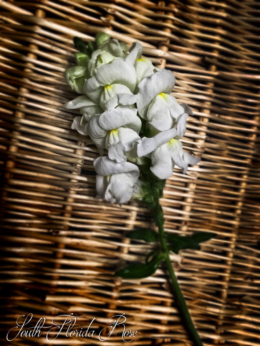 White Aroma Snapdragon
