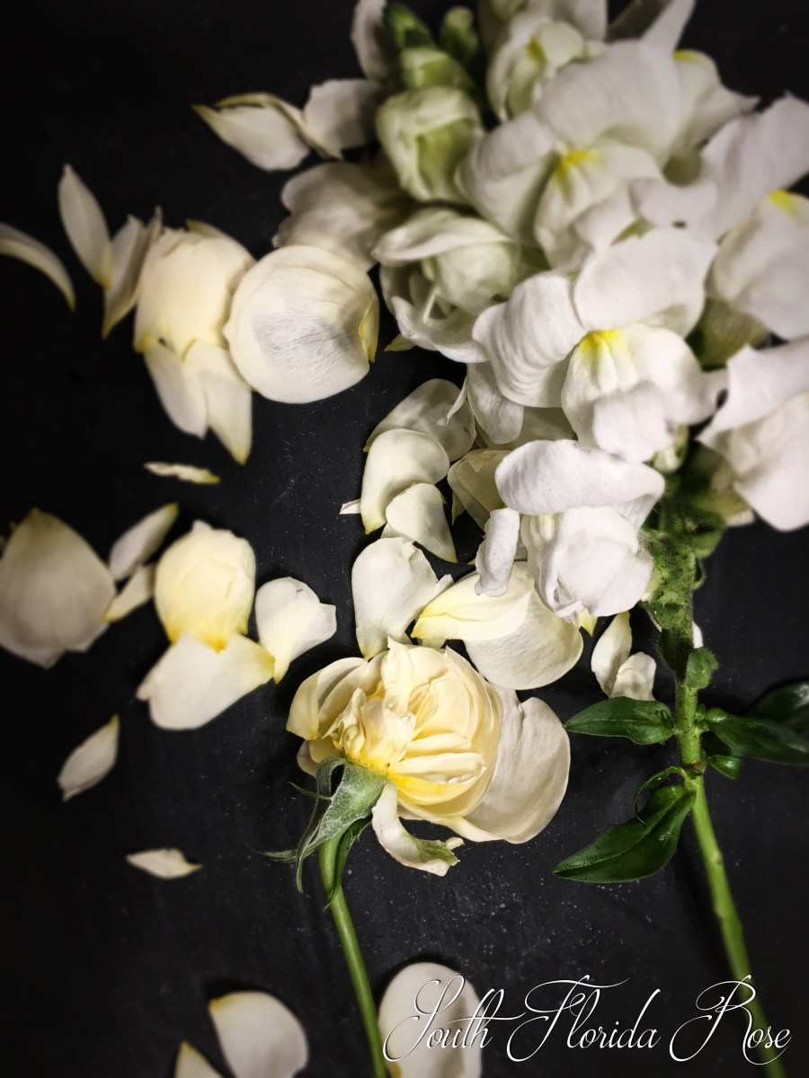 Snapdragons and a shattered rose