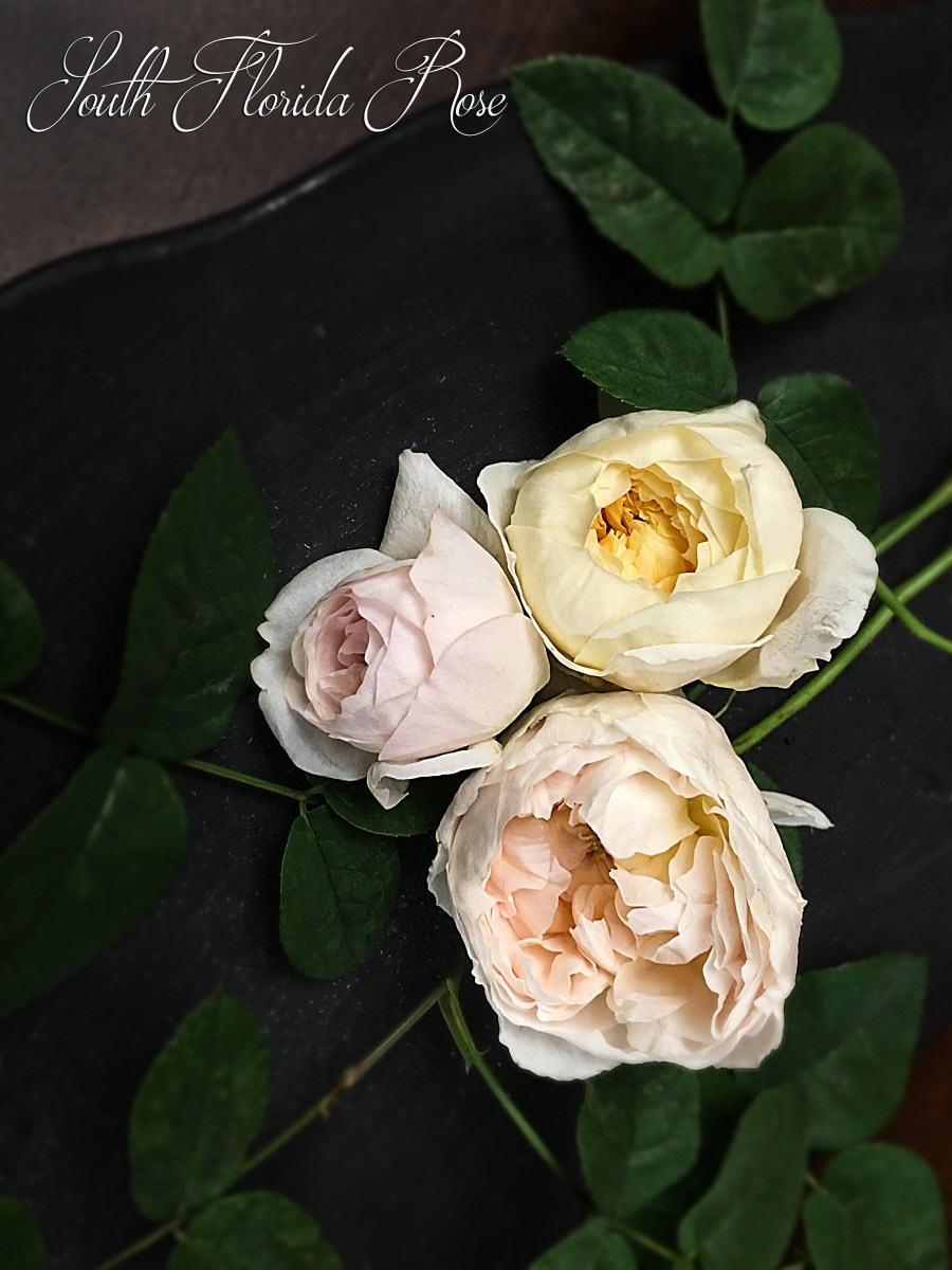 Oliva Rose Austin (left), Evelyn (below) and Charlotte (right))