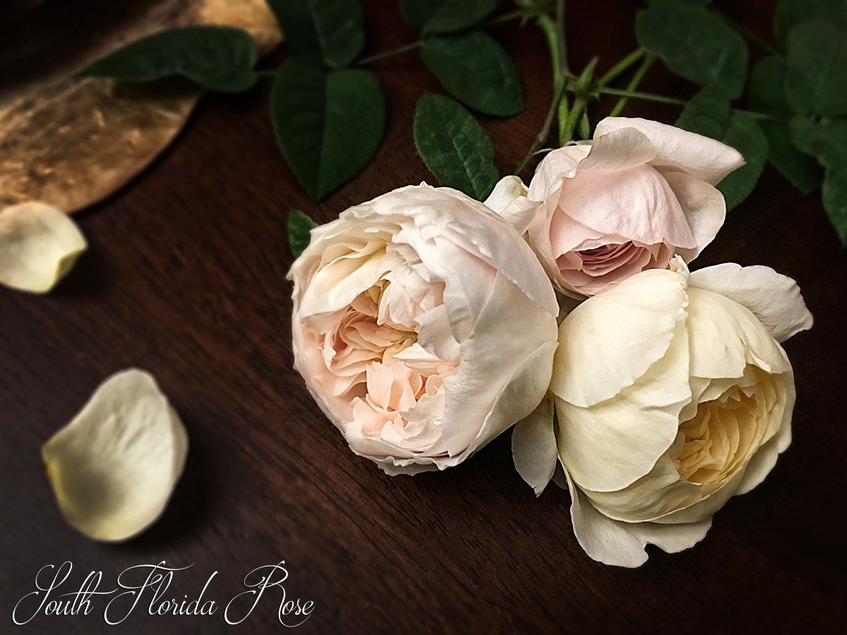 Oliva Rose Austin, Evelyn (left) and Charlotte (bottom)
