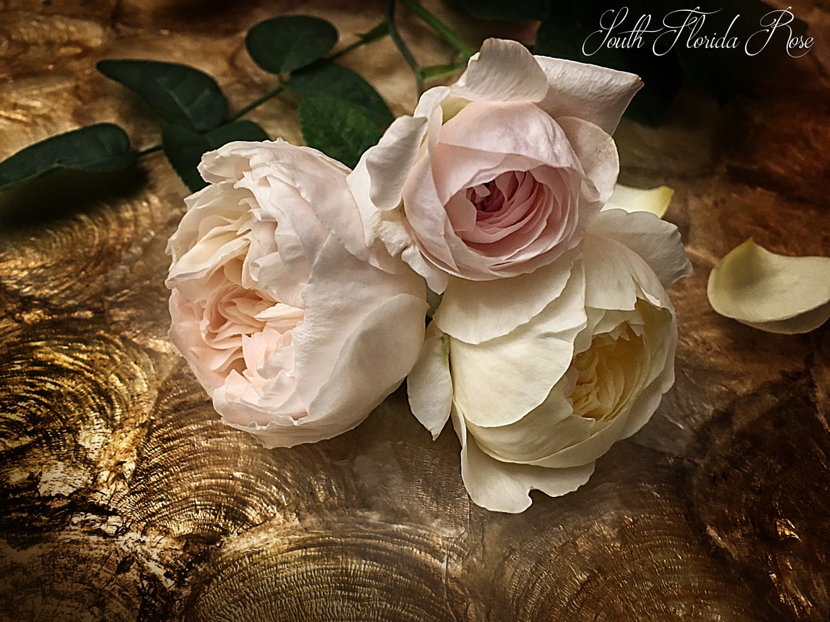 Oliva Rose Austin, Evelyn (left) and Charlotte (bottom)