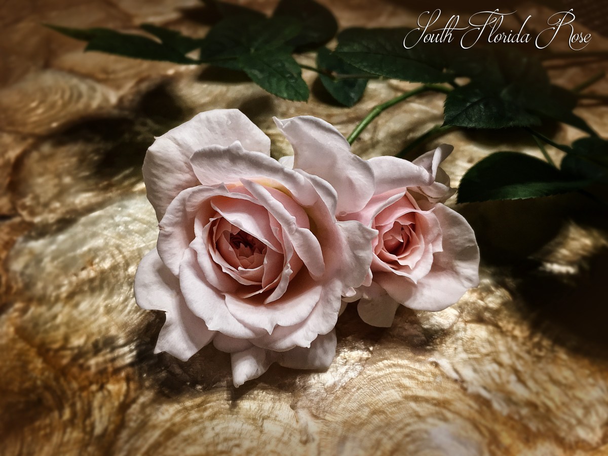 Quietness Rose