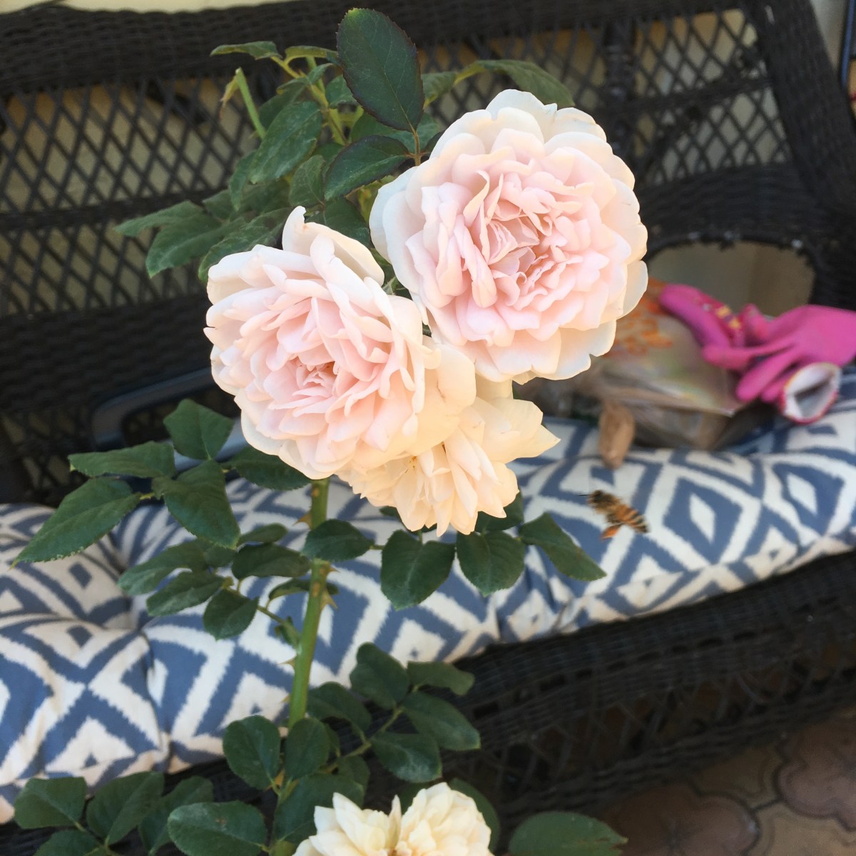 Eglantyne Rose