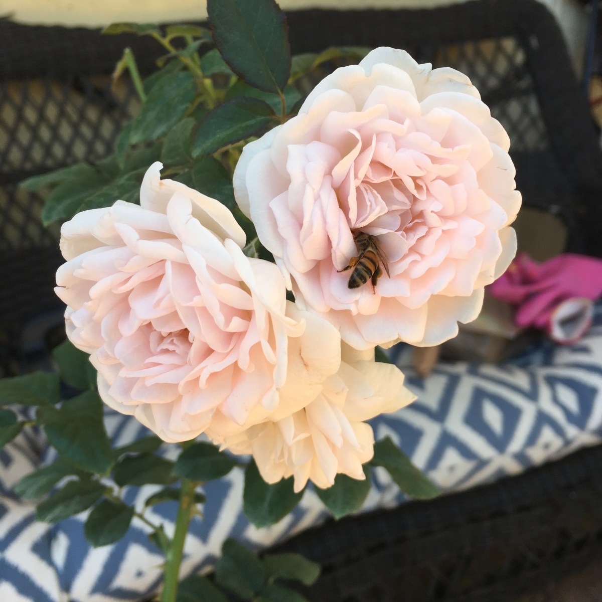 Eglantyne Rose