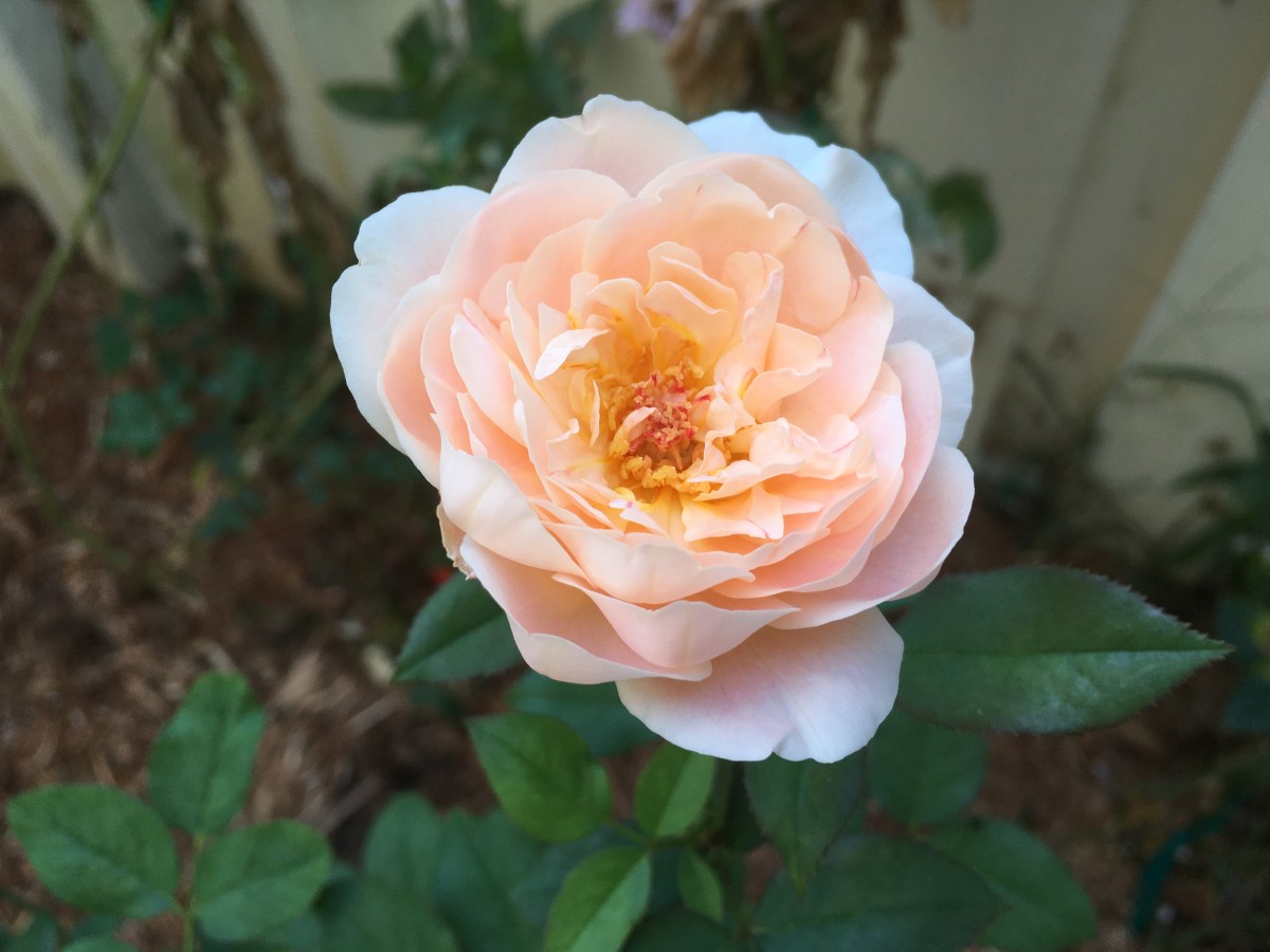 Ambridge Rose