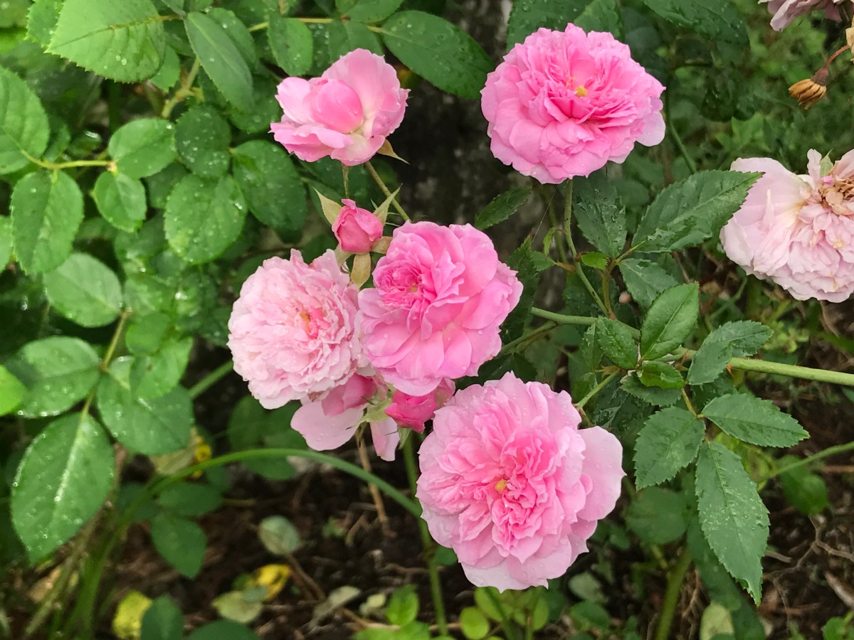 Caldwell Pink rose