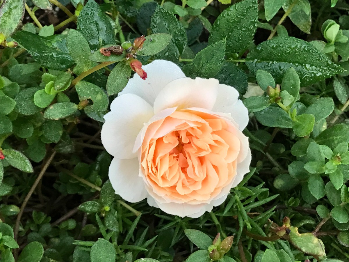 Cream Veranda rose