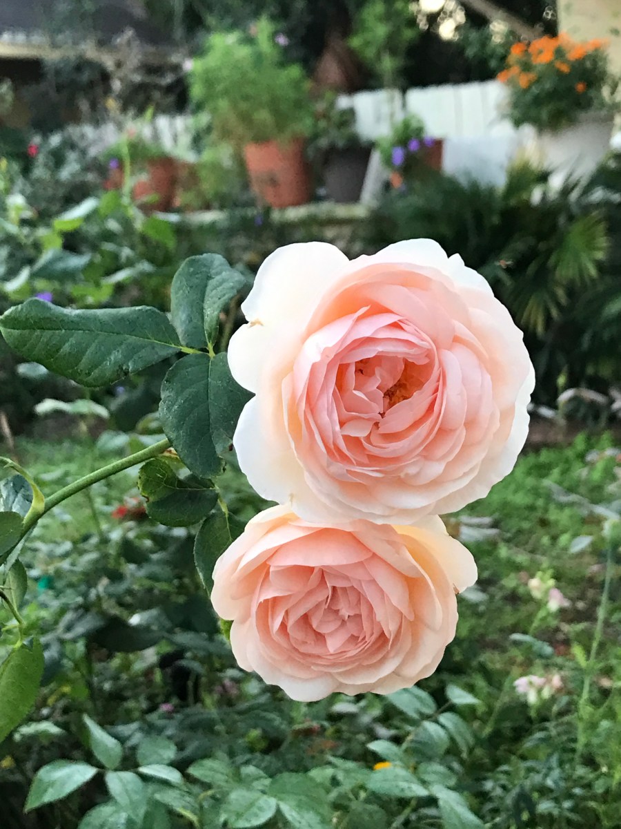 Heritage rose