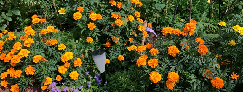 Marigolds
