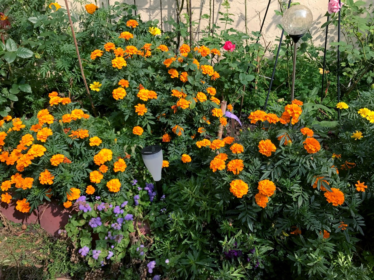 Marigolds
