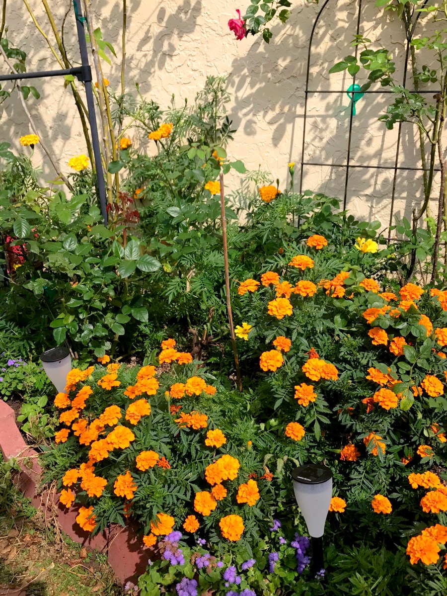 Marigolds