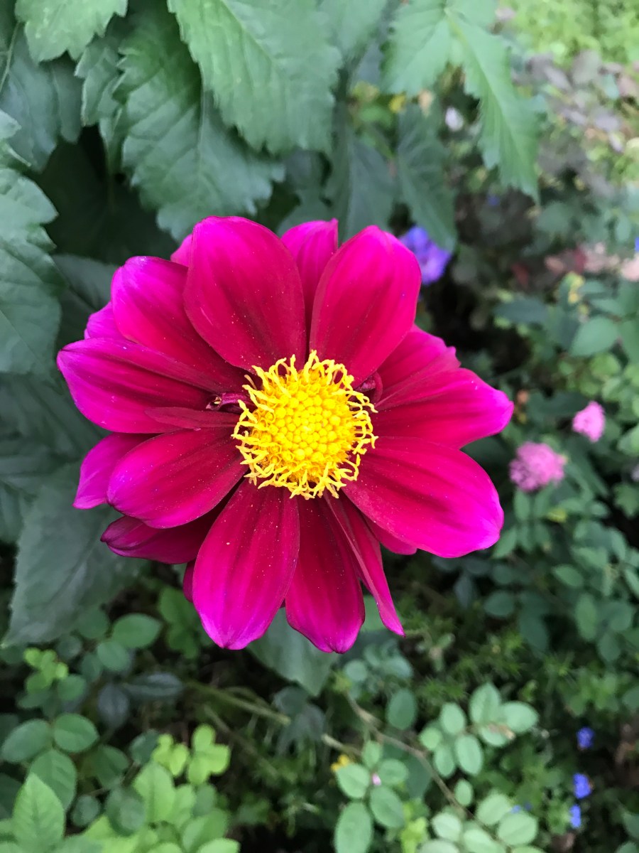 Dahlia