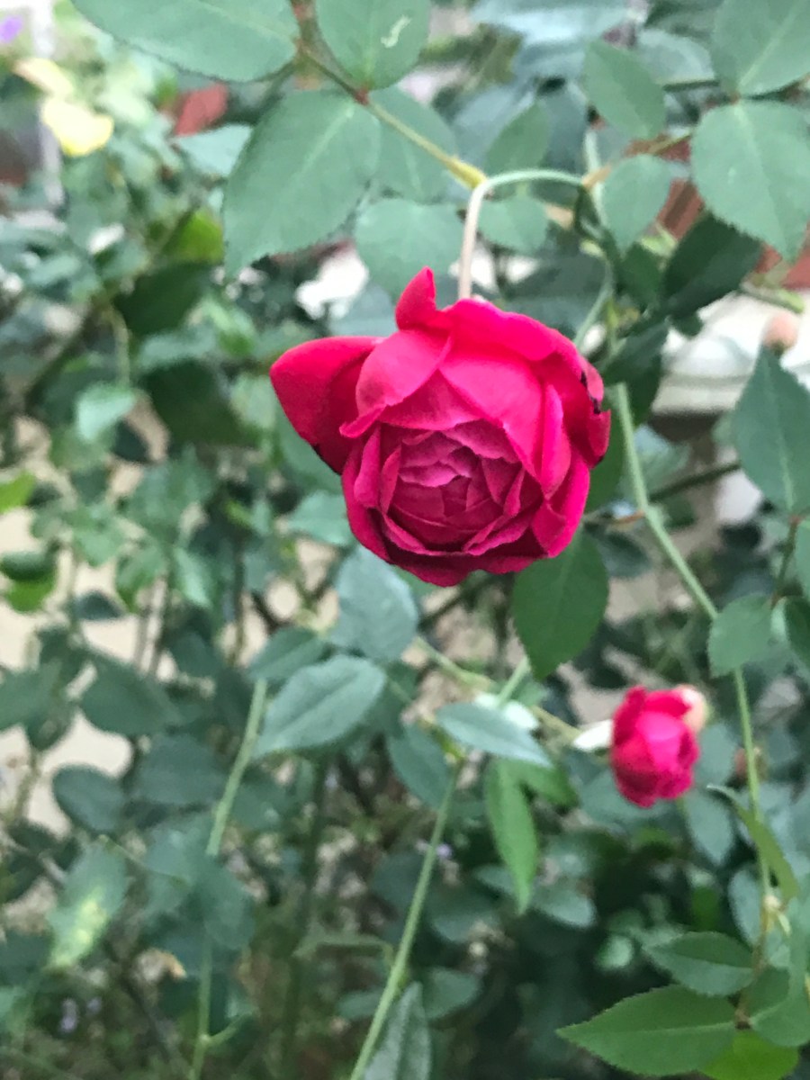 Louis Philippe rose