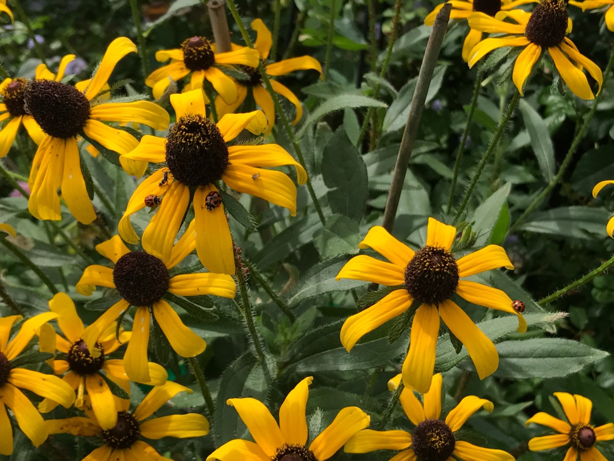 Black Eyed Susans bring lady bugs
