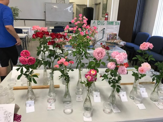 2017 GPBRS Spring Rose Show