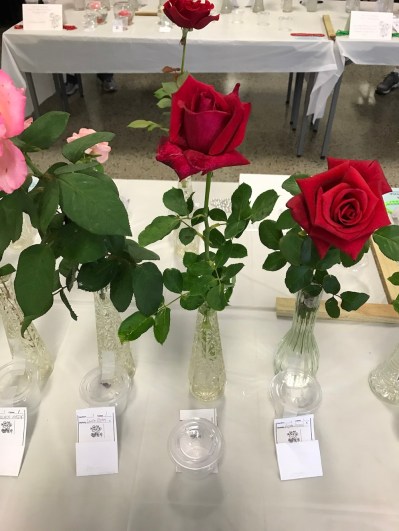 2017 GPBRS Spring Rose Show